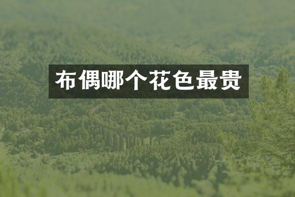 布偶哪个花色最贵