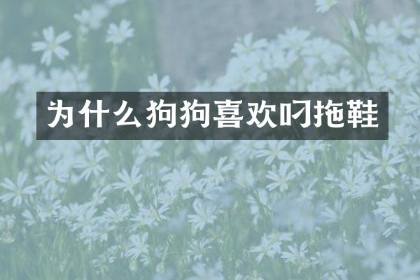 为什么狗狗喜欢叼拖鞋
