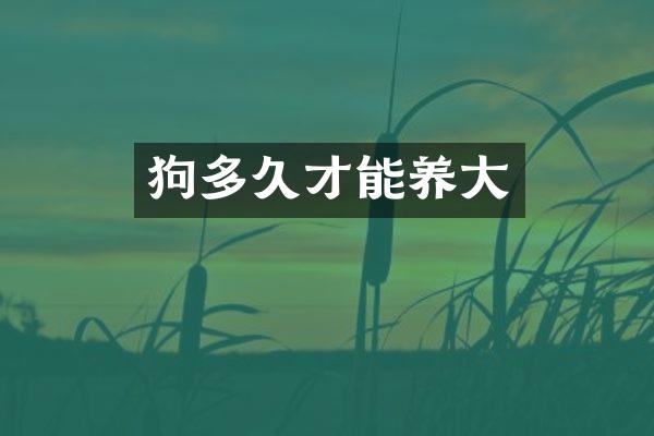 狗多久才能养大