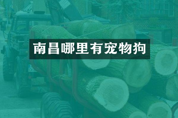 南昌哪里有宠物狗