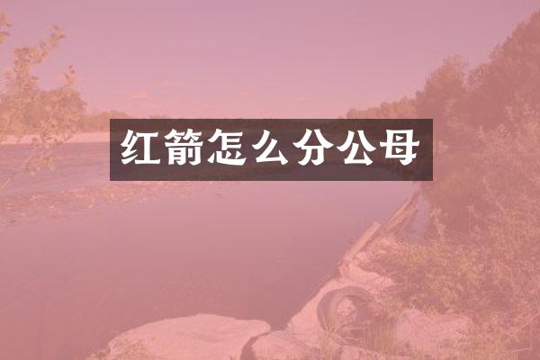 红箭怎么分公母