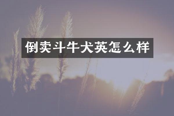 倒卖斗牛犬英怎么样