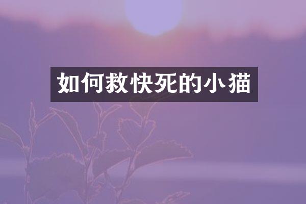 如何救快死的小猫