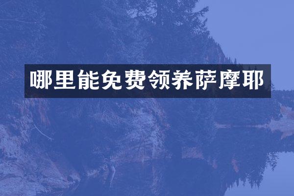 哪里能免费领养萨摩耶