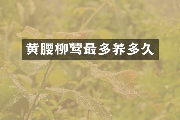 黄腰柳莺最多养多久