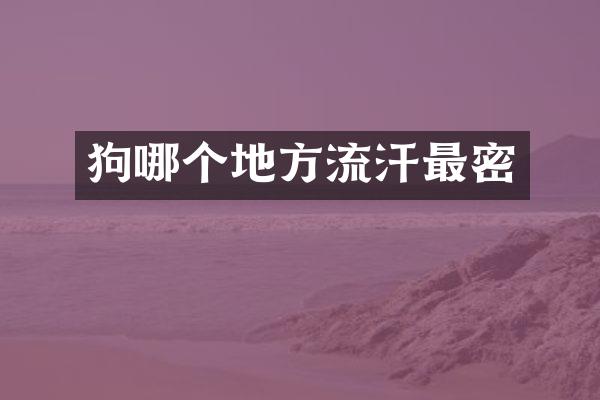 狗哪个地方流汗最密