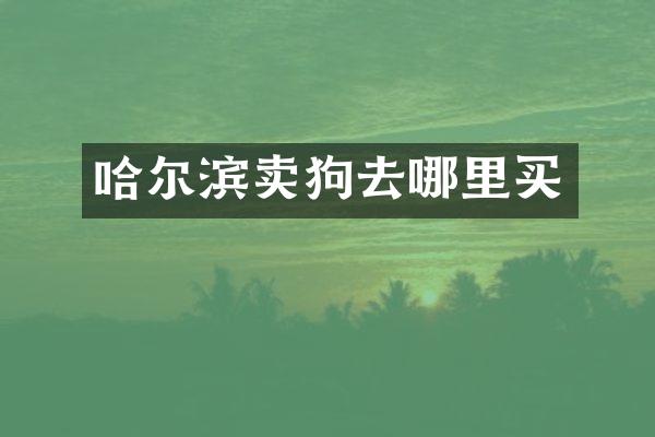 哈尔滨卖狗去哪里买