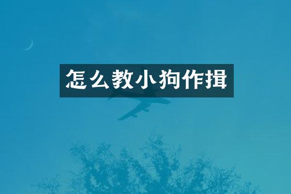 怎么教小狗作揖