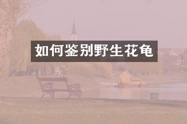 如何鉴别野生花龟