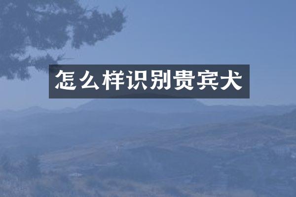 怎么样识别贵宾犬