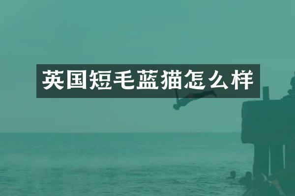 英国短毛蓝猫怎么样