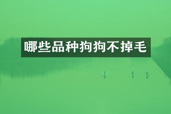 哪些品种狗狗不掉毛