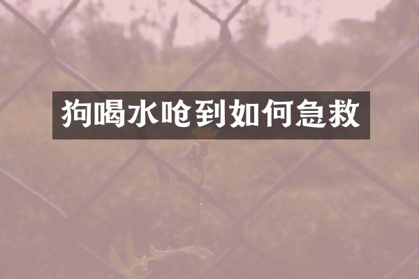 狗喝水呛到如何急救