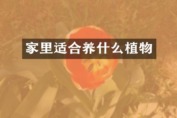 家里适合养什么植物