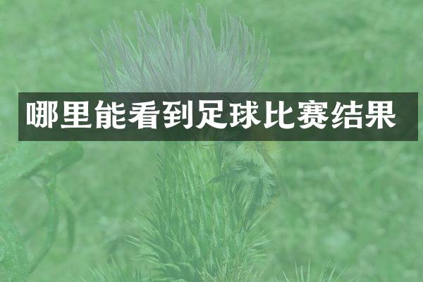 哪里能看到足球比赛结果