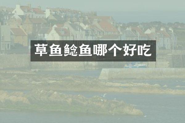 草鱼鲶鱼哪个好吃