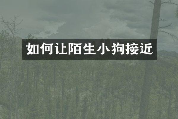 如何让陌生小狗接近