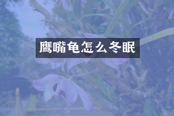 鹰嘴龟怎么冬眠