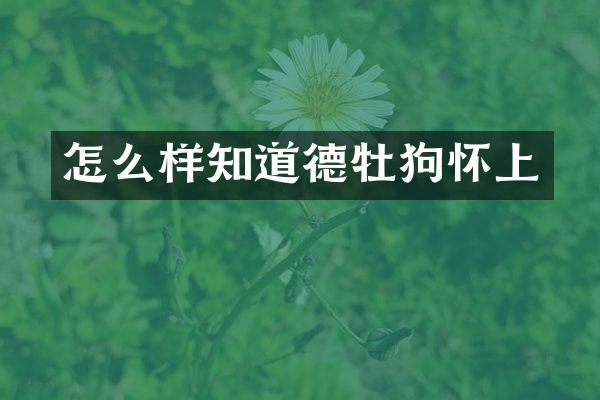 怎么样知道德牡狗怀上