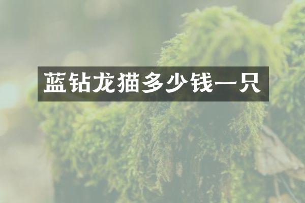 蓝钻龙猫多少钱一只