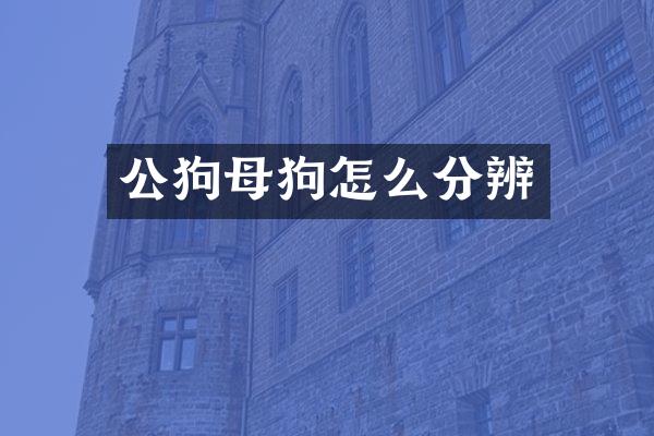 公狗母狗怎么分辨