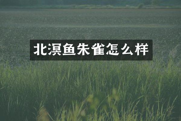 北溟鱼朱雀怎么样