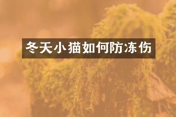 冬天小猫如何防冻伤