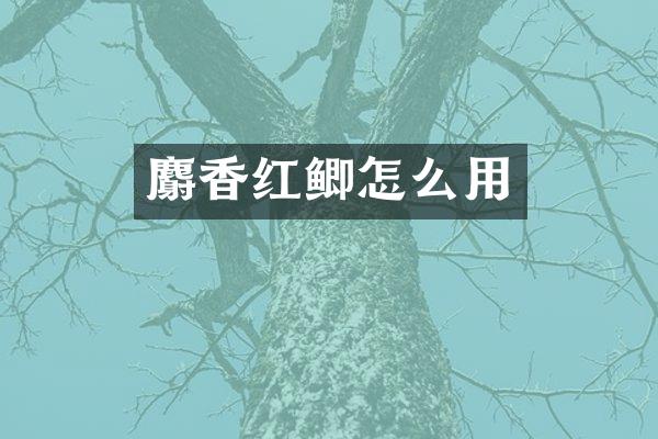 麝香红鲫怎么用