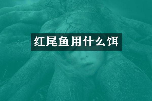 红尾鱼用什么饵
