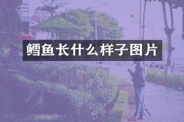 鳕鱼长什么样子图片