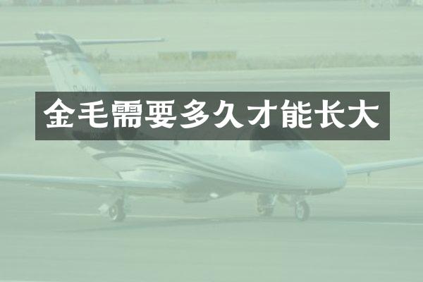金毛需要多久才能长大