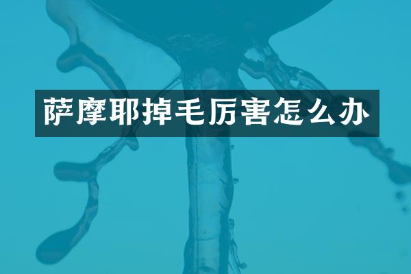 萨摩耶掉毛厉害怎么办