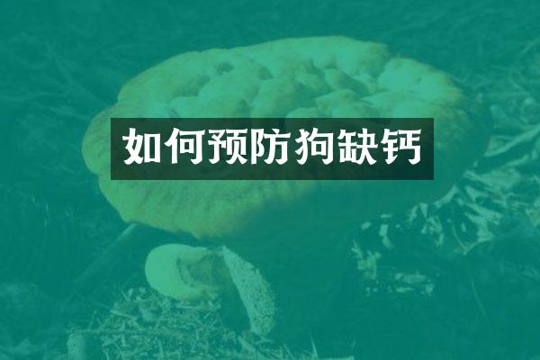如何预防狗缺钙