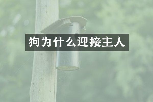 狗为什么迎接主人