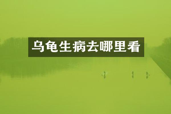 乌龟生病去哪里看