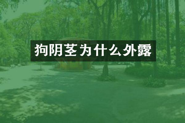 狗阴茎为什么外露