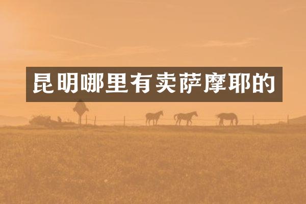 昆明哪里有卖萨摩耶的