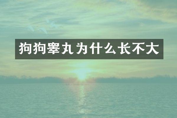 狗狗睾丸为什么长不大