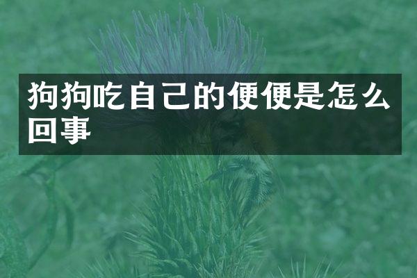 狗狗吃自己的便便是怎么回事