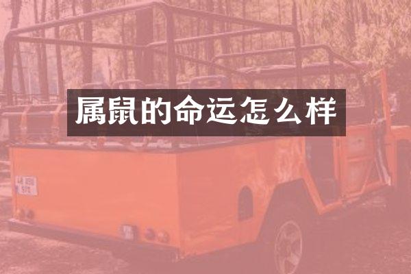 属鼠的命运怎么样