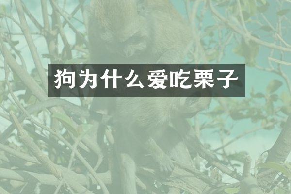 狗为什么爱吃栗子