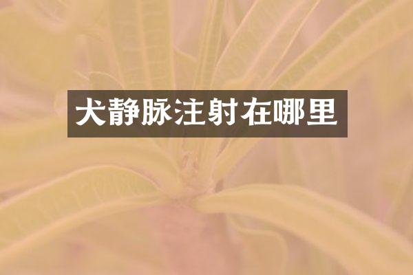 犬静脉注射在哪里