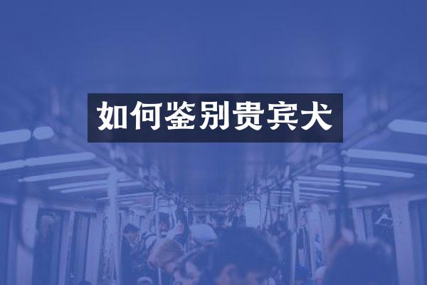 如何鉴别贵宾犬