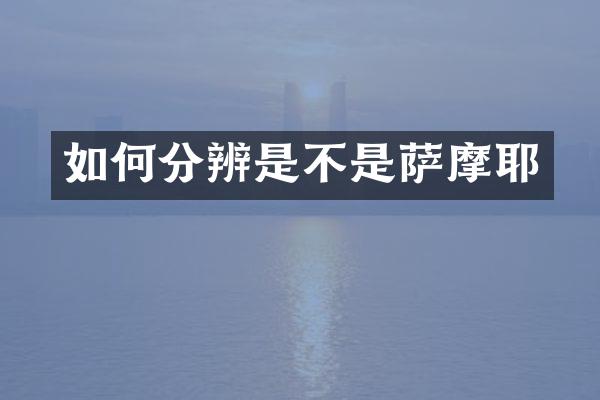 如何分辨是不是萨摩耶