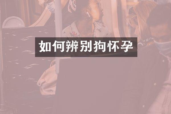 如何辨别狗怀孕