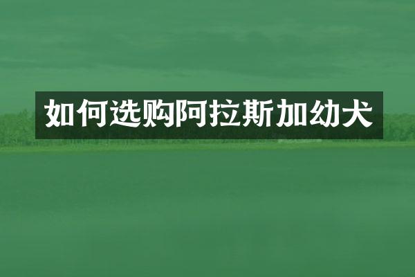 如何选购阿拉斯加幼犬