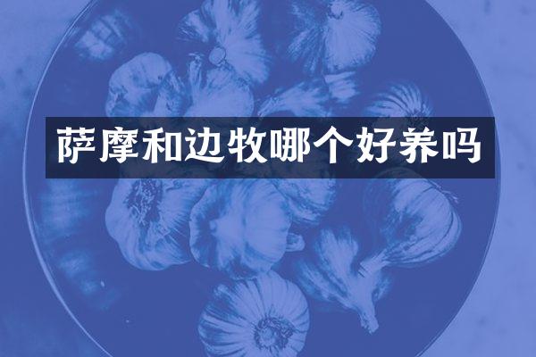 萨摩和边牧哪个好养吗