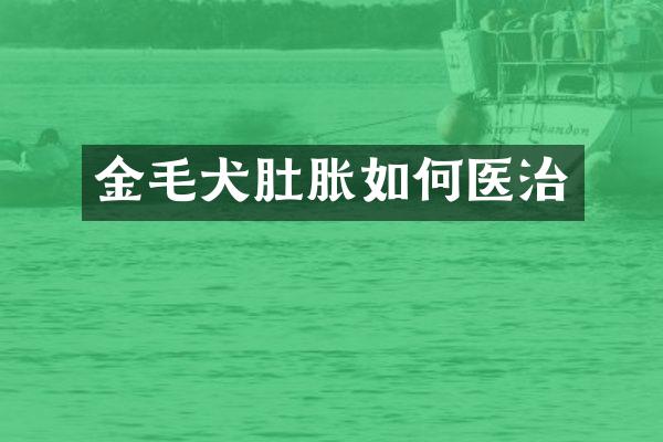 金毛犬肚胀如何医治
