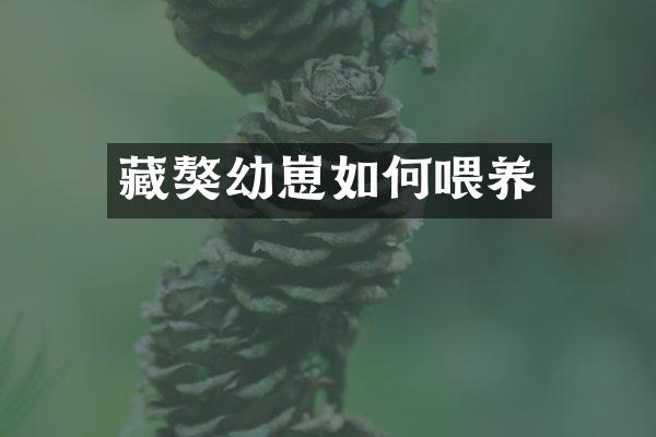 藏獒幼崽如何喂养