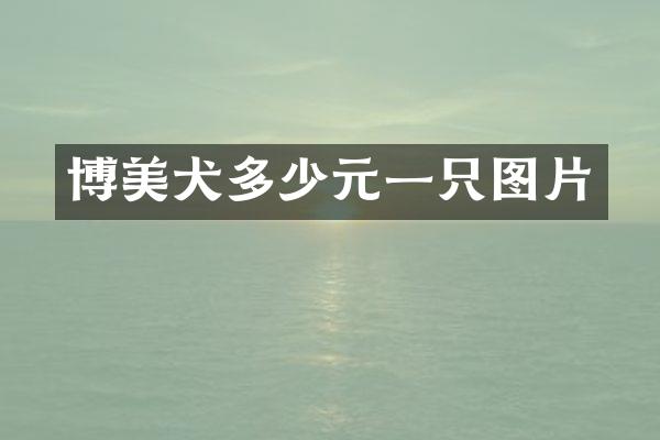 博美犬多少元一只图片